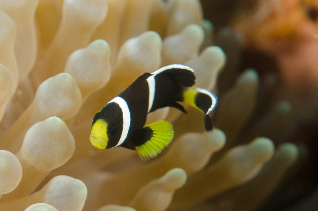 McCulloch's Clownfish