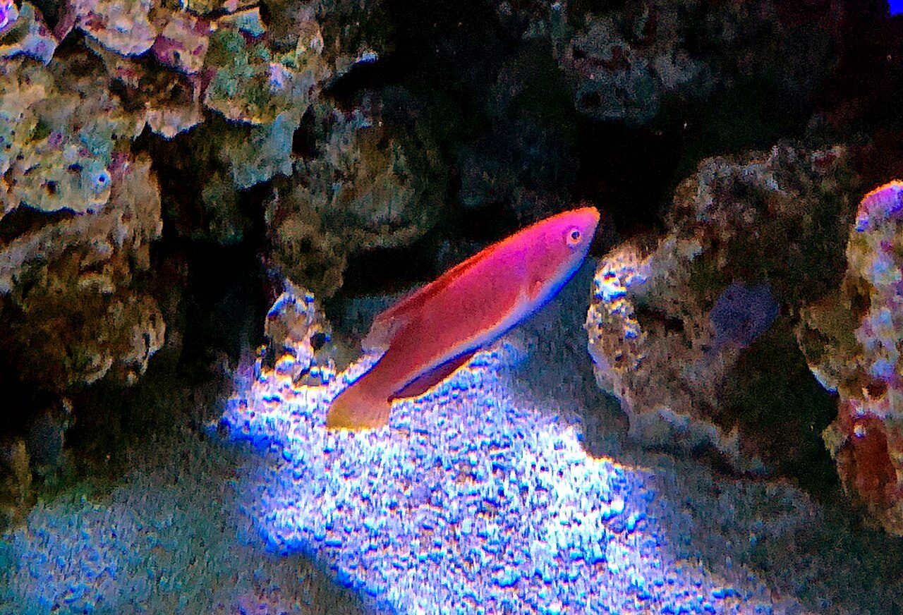 Blue Throat Fairy Wrasse