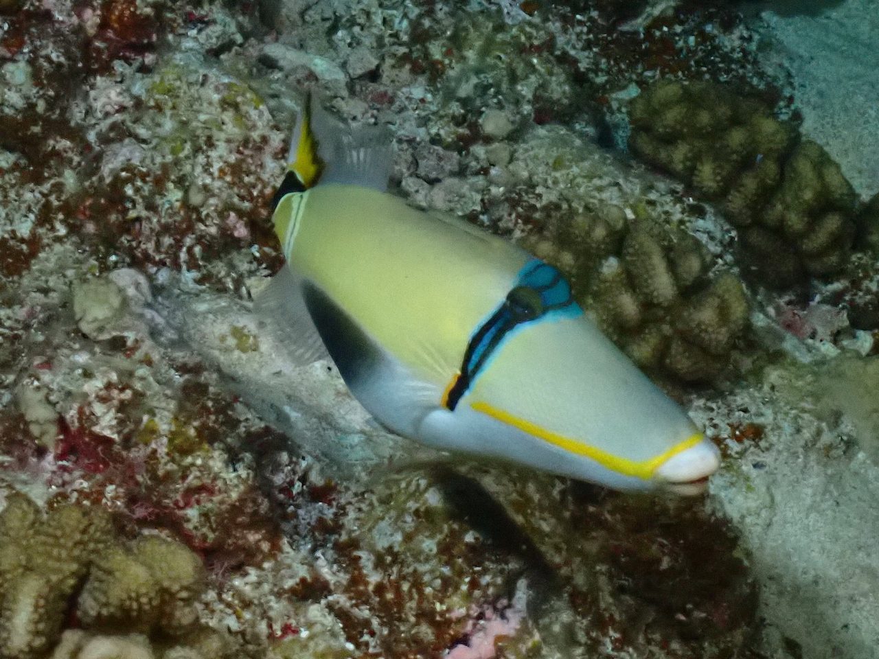 Halfmoon Triggerfish