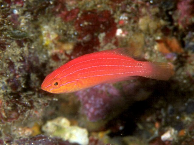 Lunate Fairy Wrasse