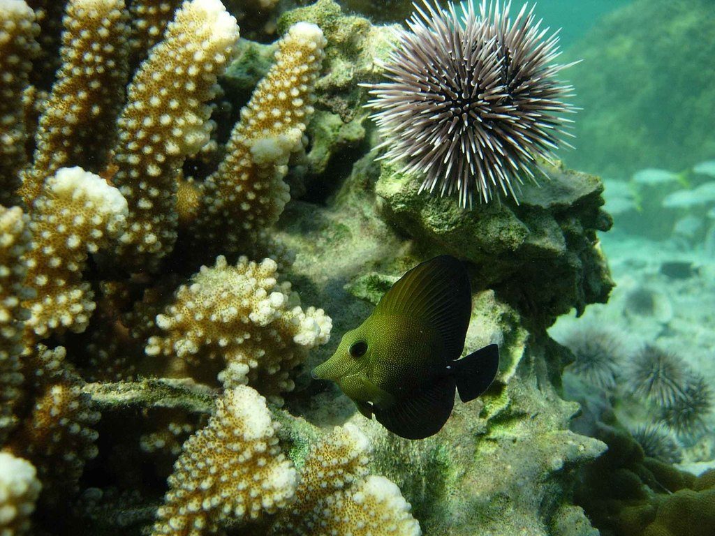 Longnose Tang