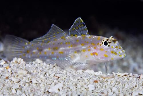 Transparent Cave Goby
