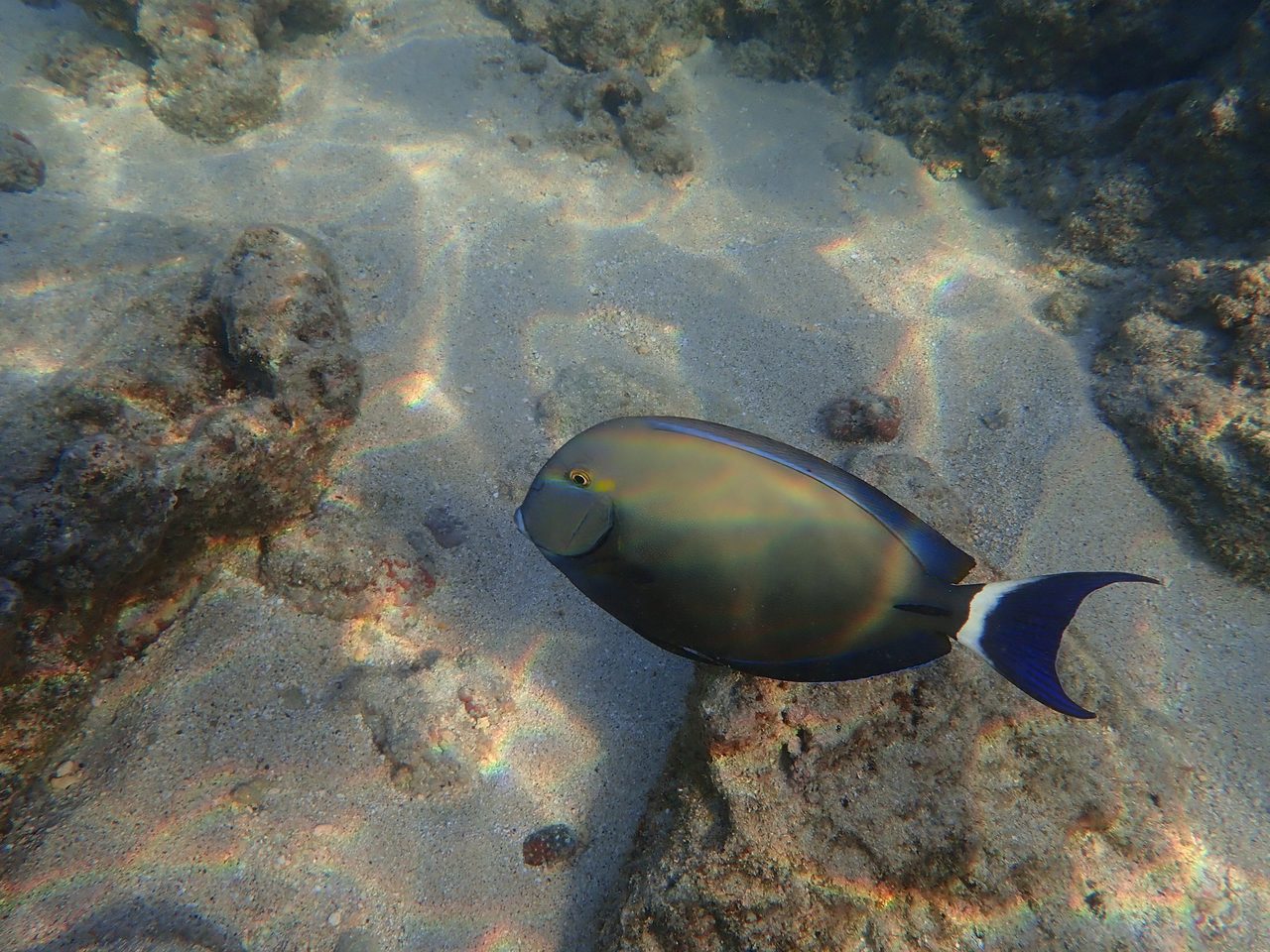 Bloch's Surgeonfish