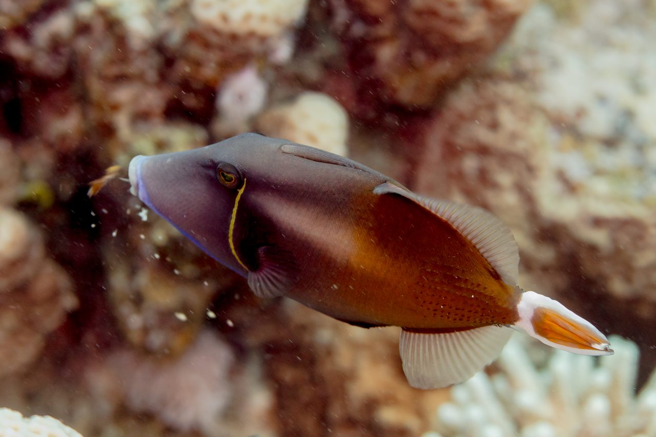 Bluethroat Triggerfish