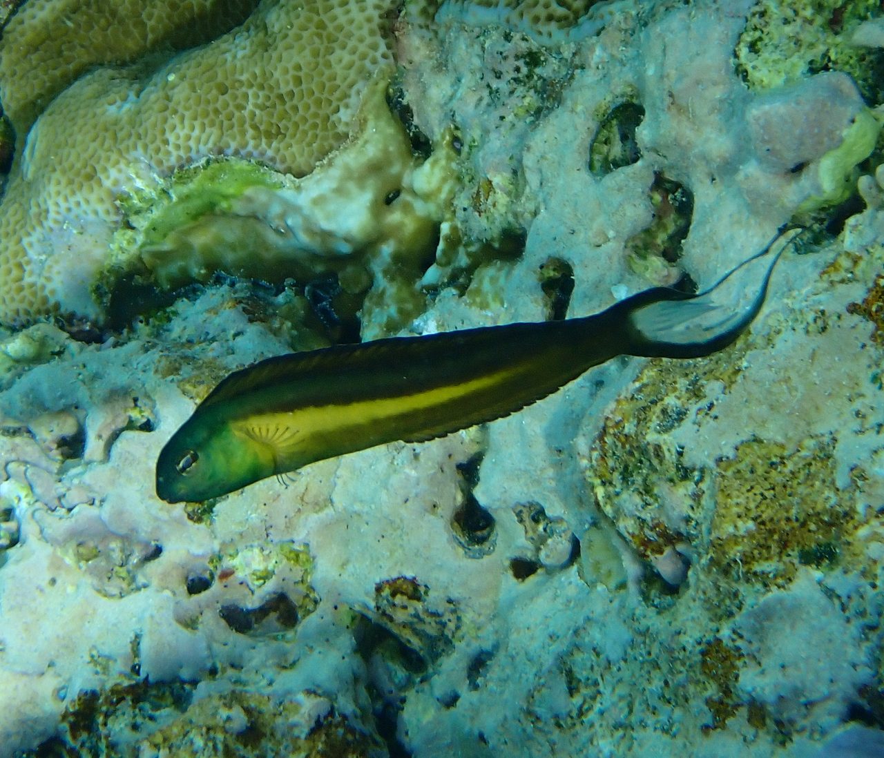 Bundoon Blenny