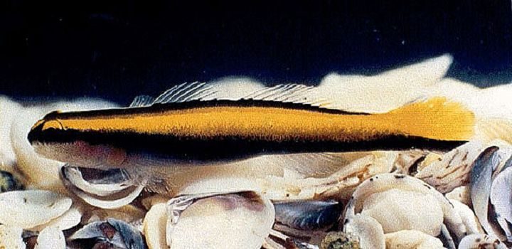 Yellowline Goby