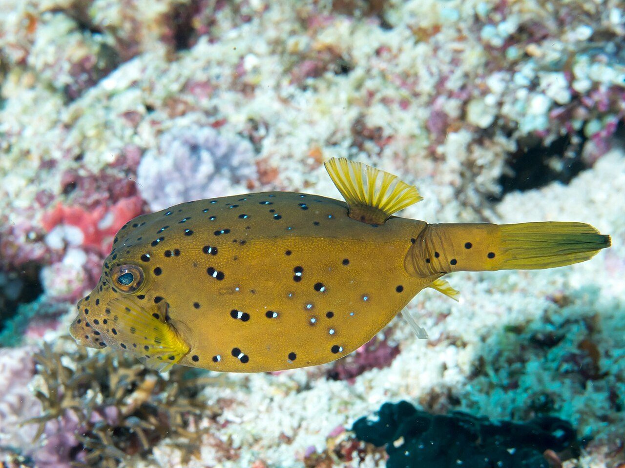Cubicus Boxfish EXPERT ONLY