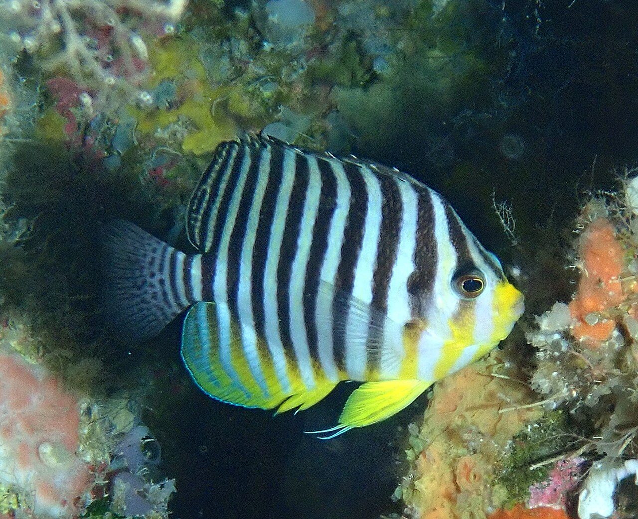 Multibar Angelfish