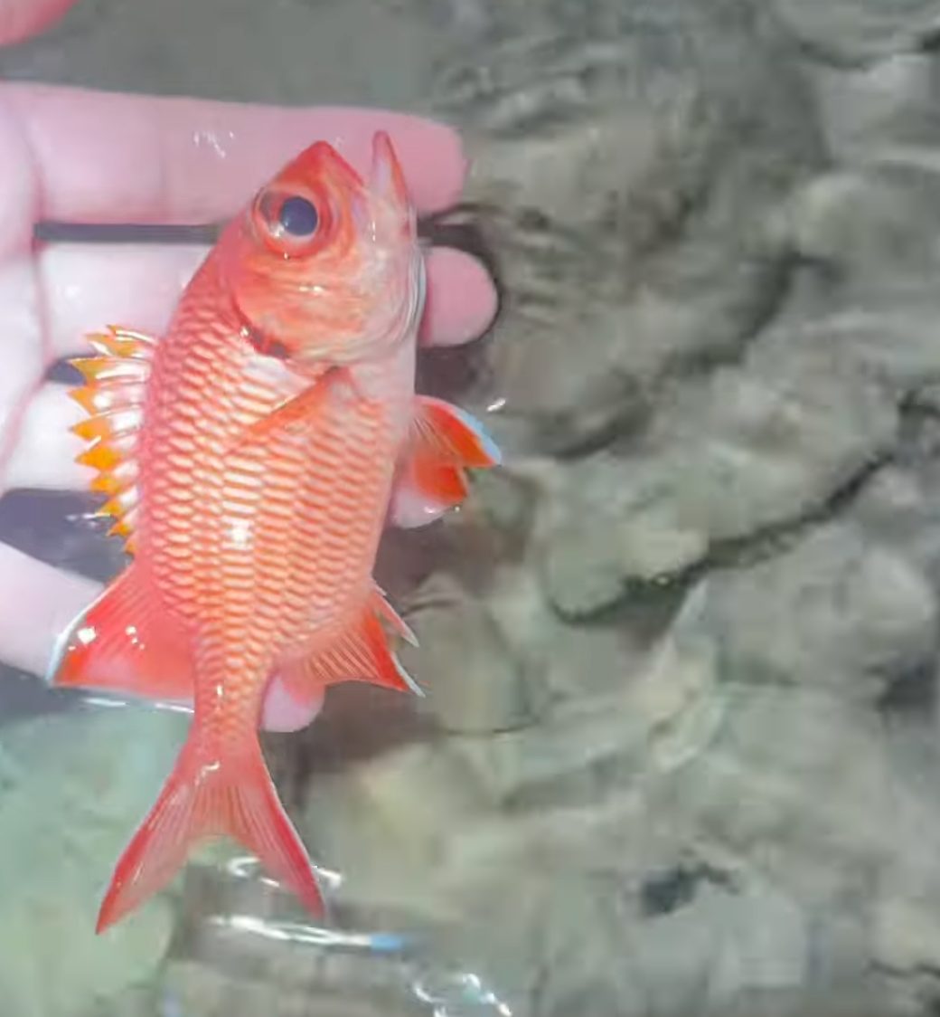 Wood's Soldierfish