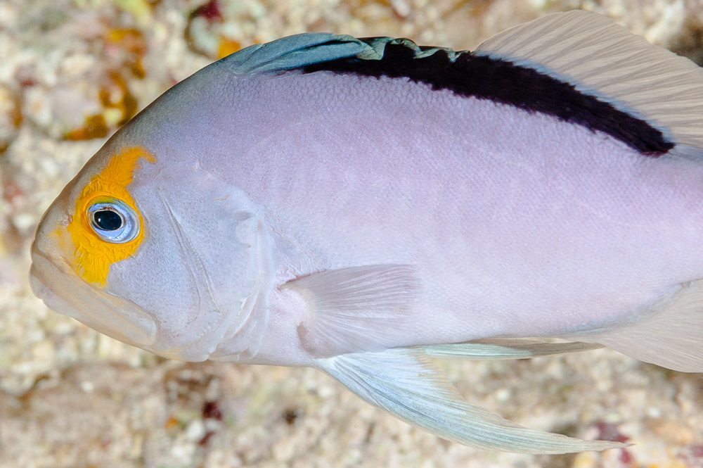 Pale Basslet