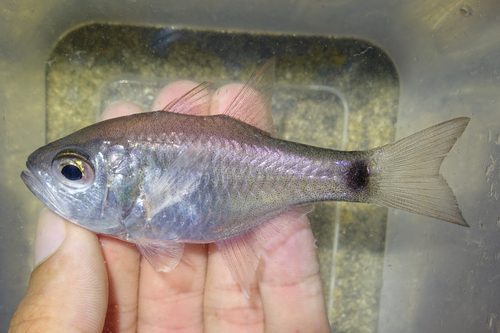 Long-Finned Cardinalfish