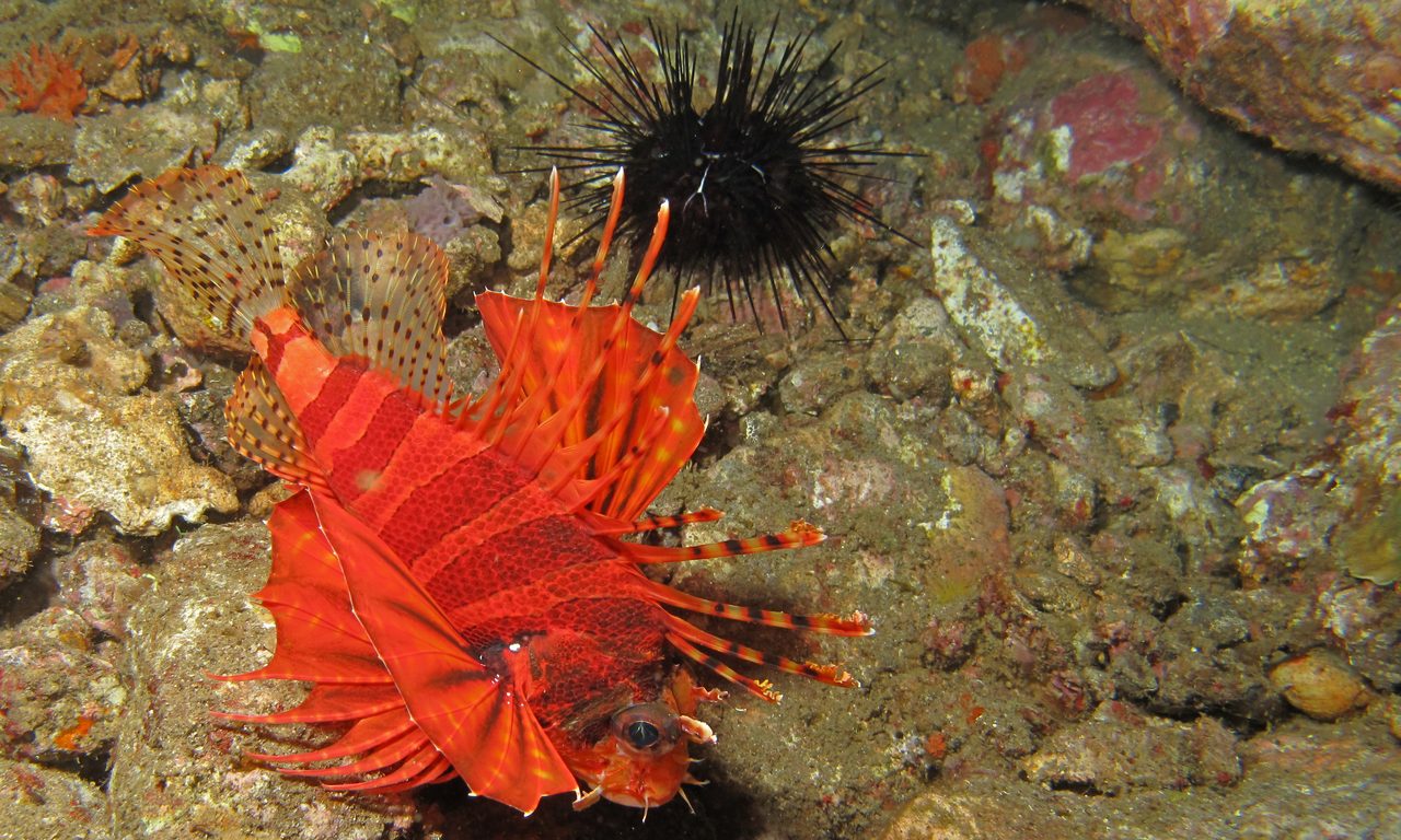 Fuzzy Dwarf Lionfish