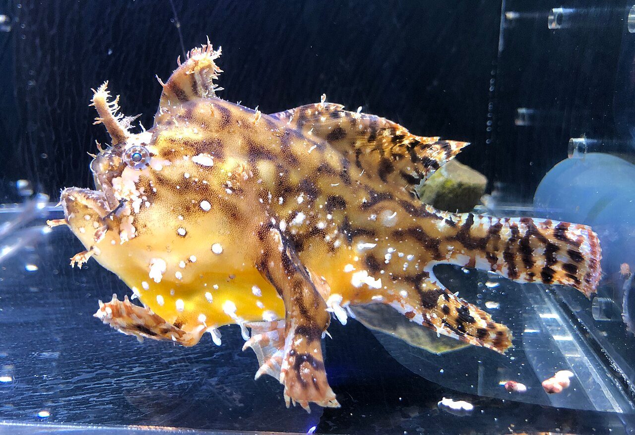 Sargassum Frogfish