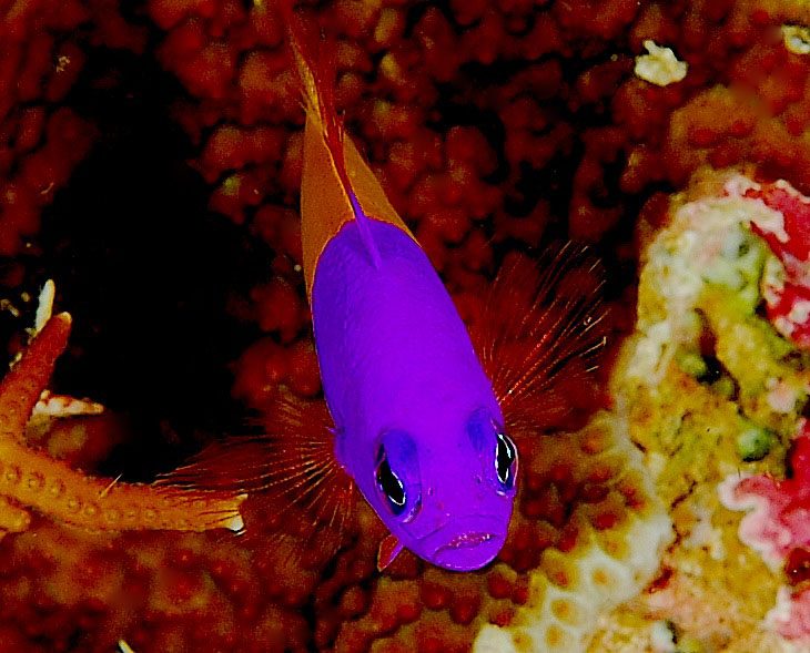 Bicolor Dottyback