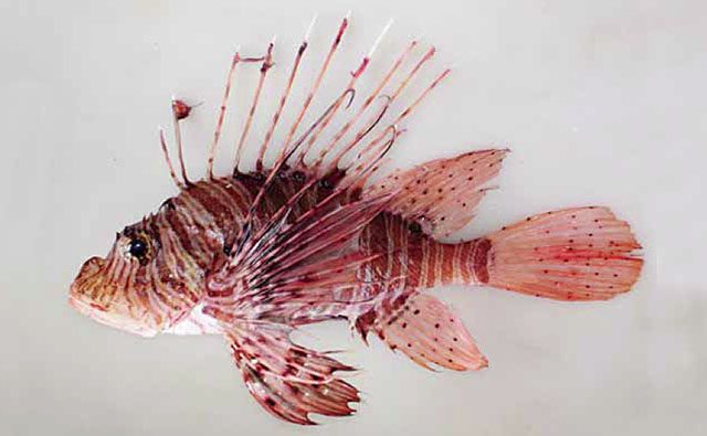 Andover Lionfish