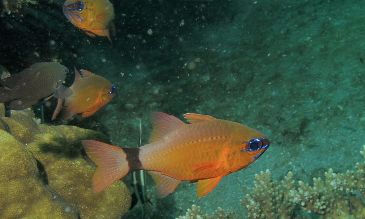 Ring-Tailed Cardinalfish