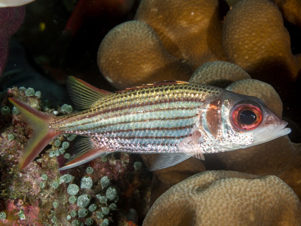 Sammara Squirrelfish
