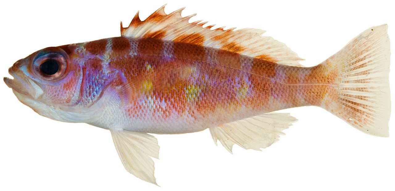 Chalk Bass