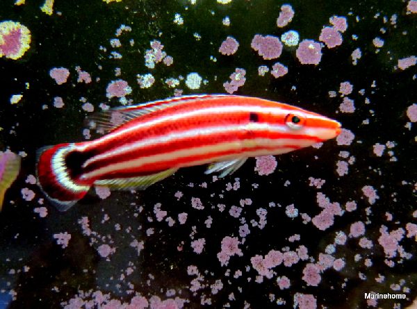 Pacific Redstripe Hogfish