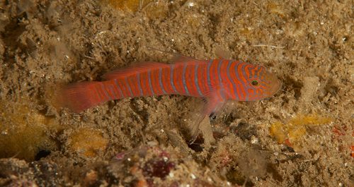 Zebra Catalina Goby EXPERT ONLY