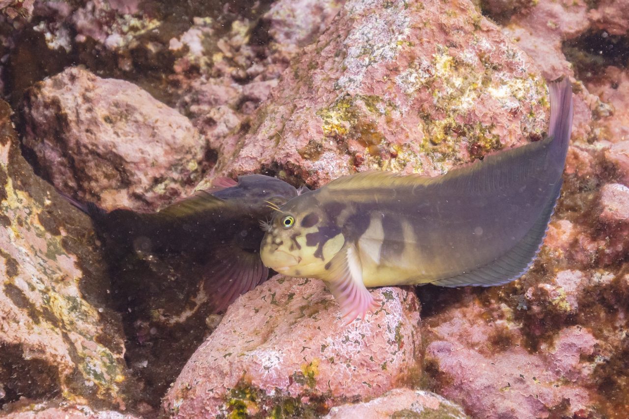 Redlip Blenny