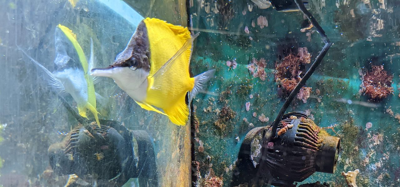 Long-Nosed Butterflyfish