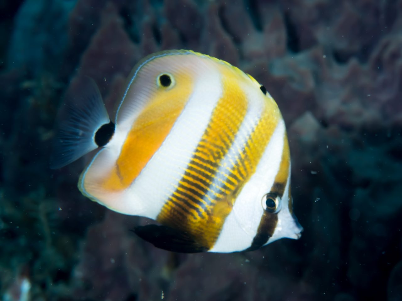 Golden-Girdled Coralfish