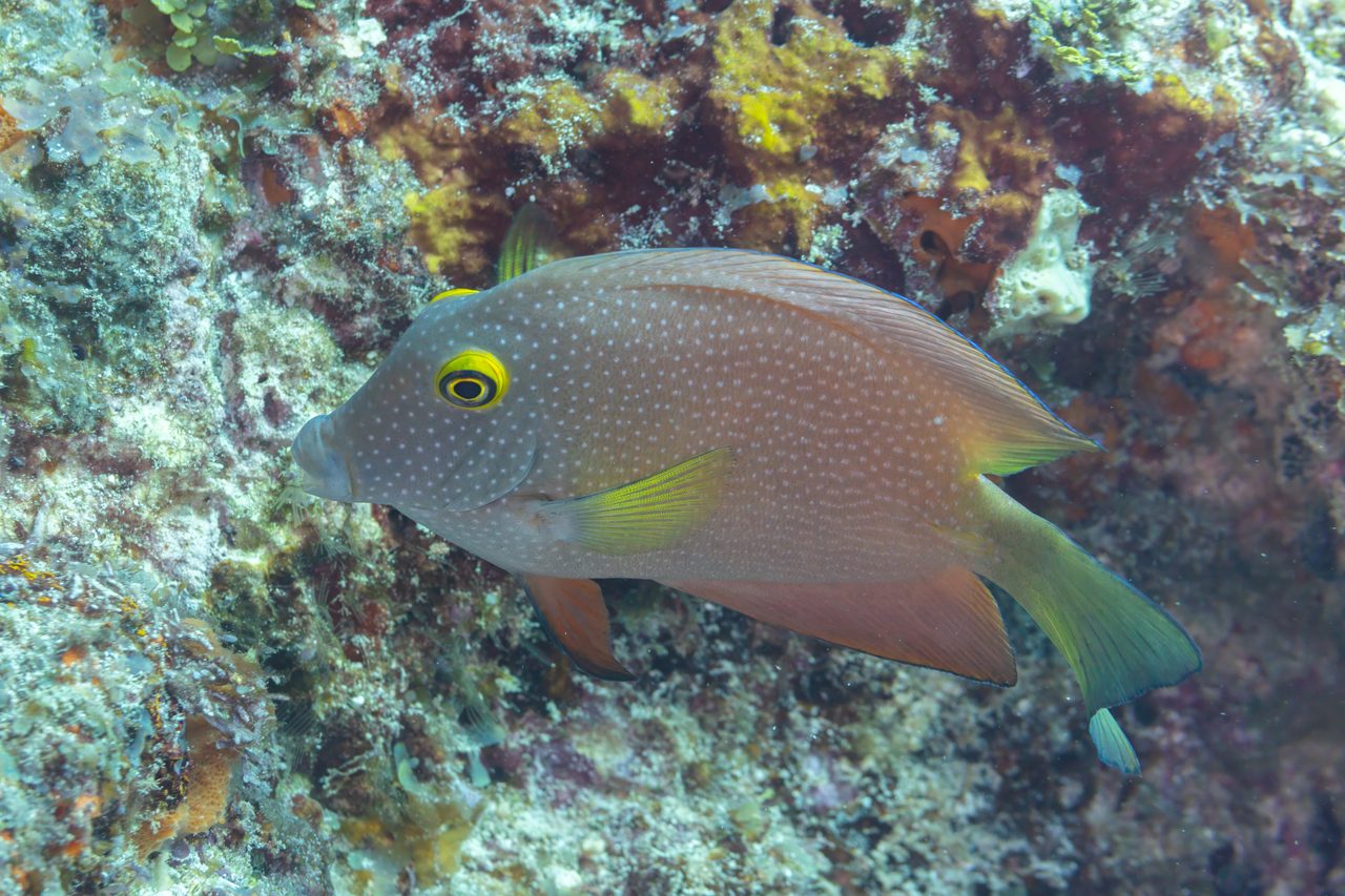 Indian Gold Ring Bristletooth Tang