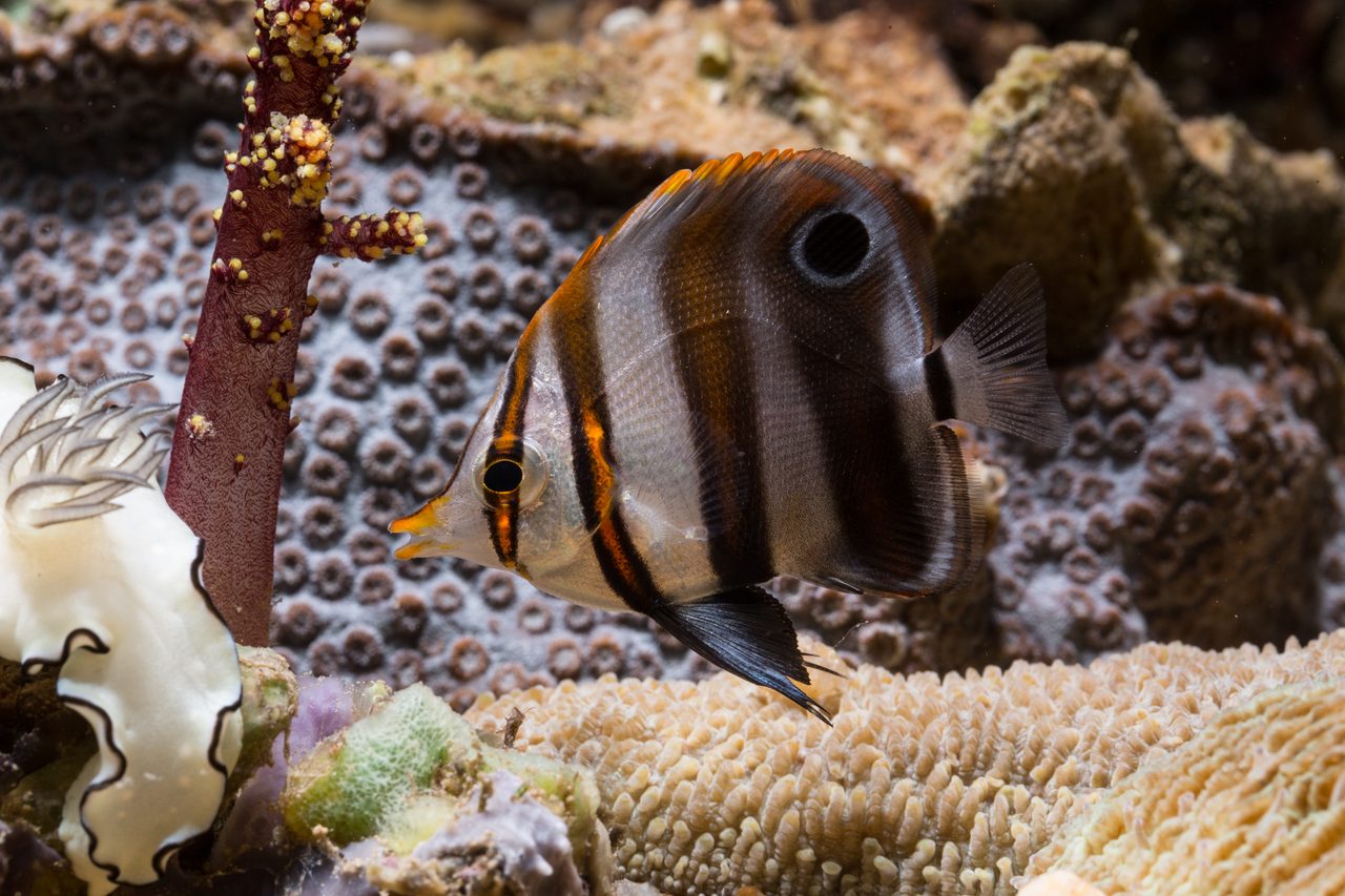 Mueller's Coralfish