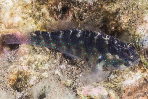 Biota Captive-Bred Starry Goby