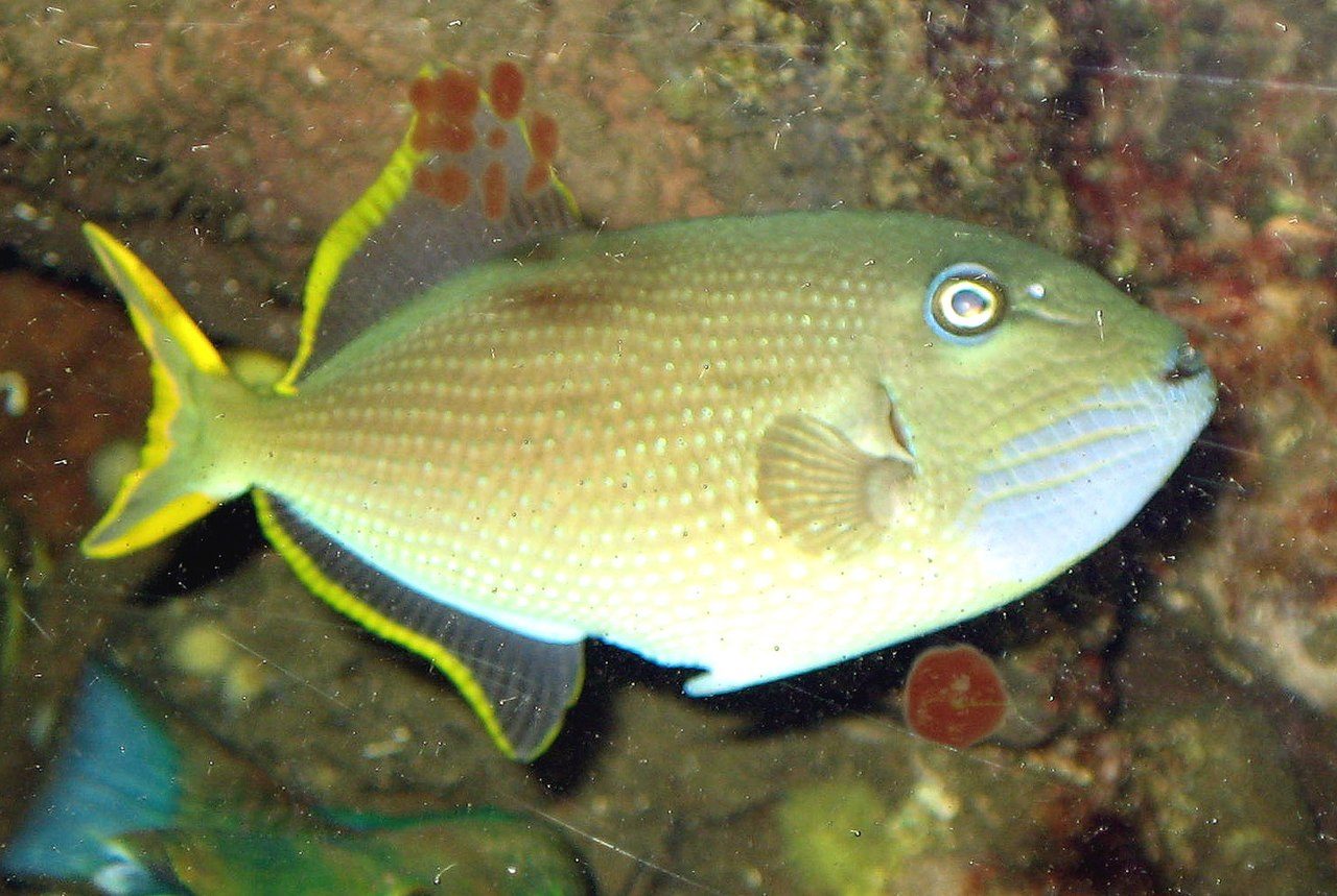 Spotted Triggerfish
