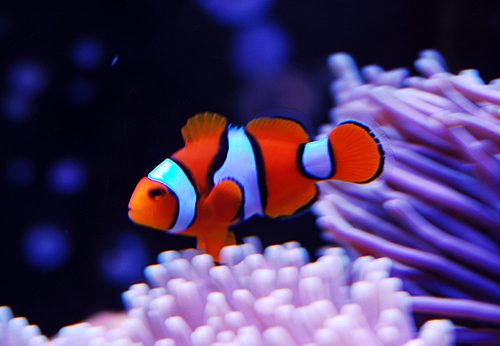 Premium Galaxy Percula