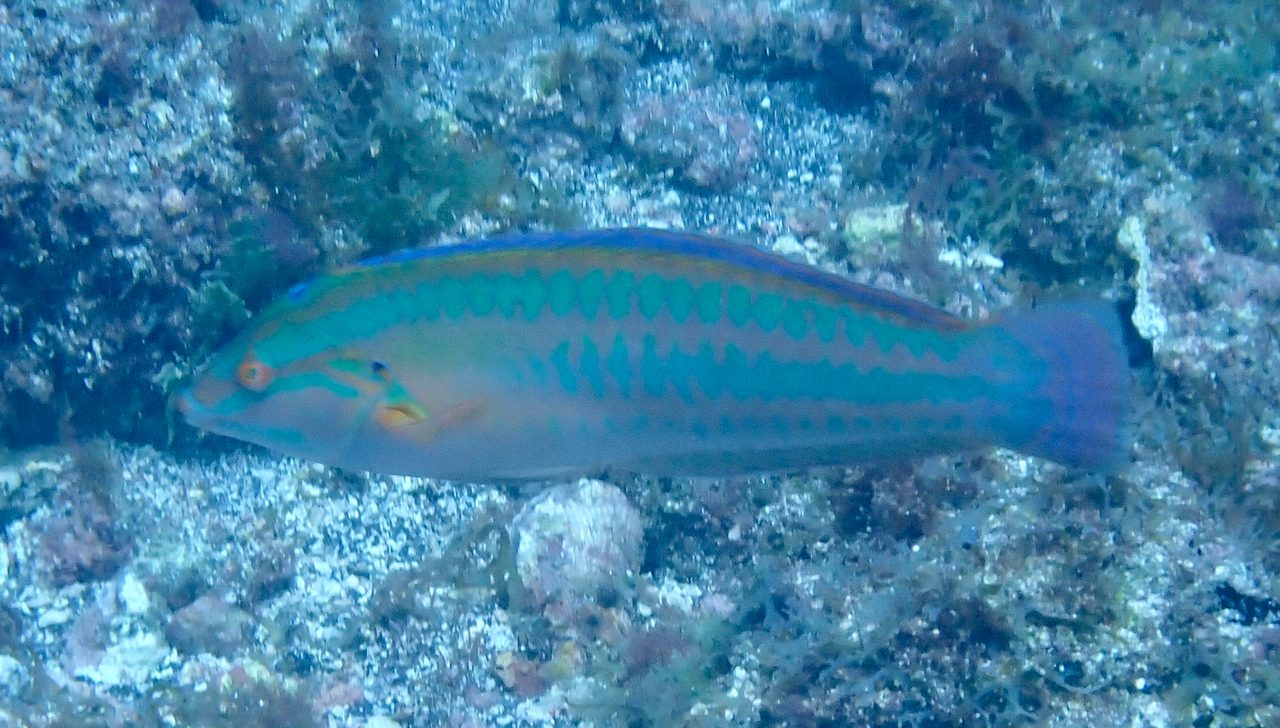 Rainbow Wrasse
