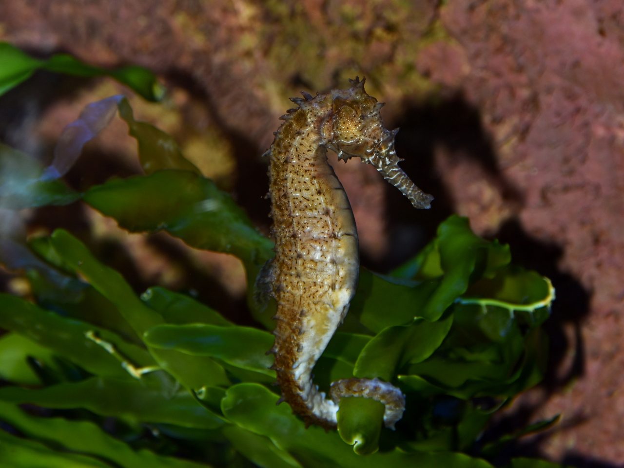 Barbour's Seahorse