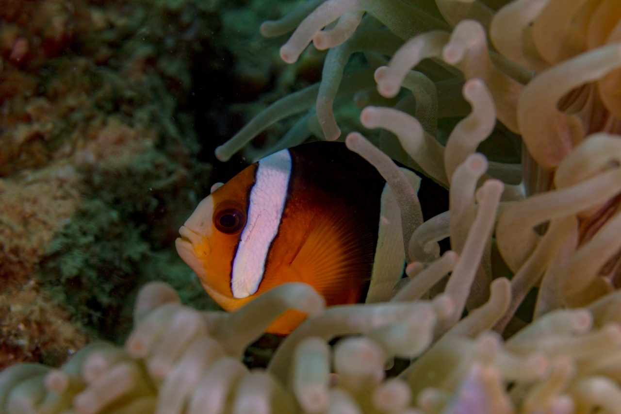Clarkii Clownfish