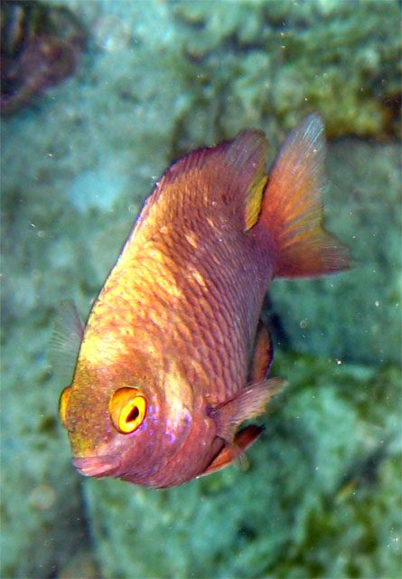 Pink Smith Damselfish