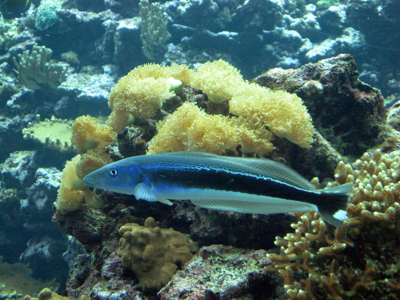 Blue Blanquillo
