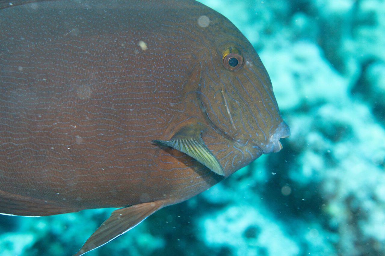 Blue-Lined Surgeonfish
