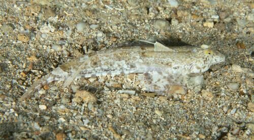Goram Dragonet