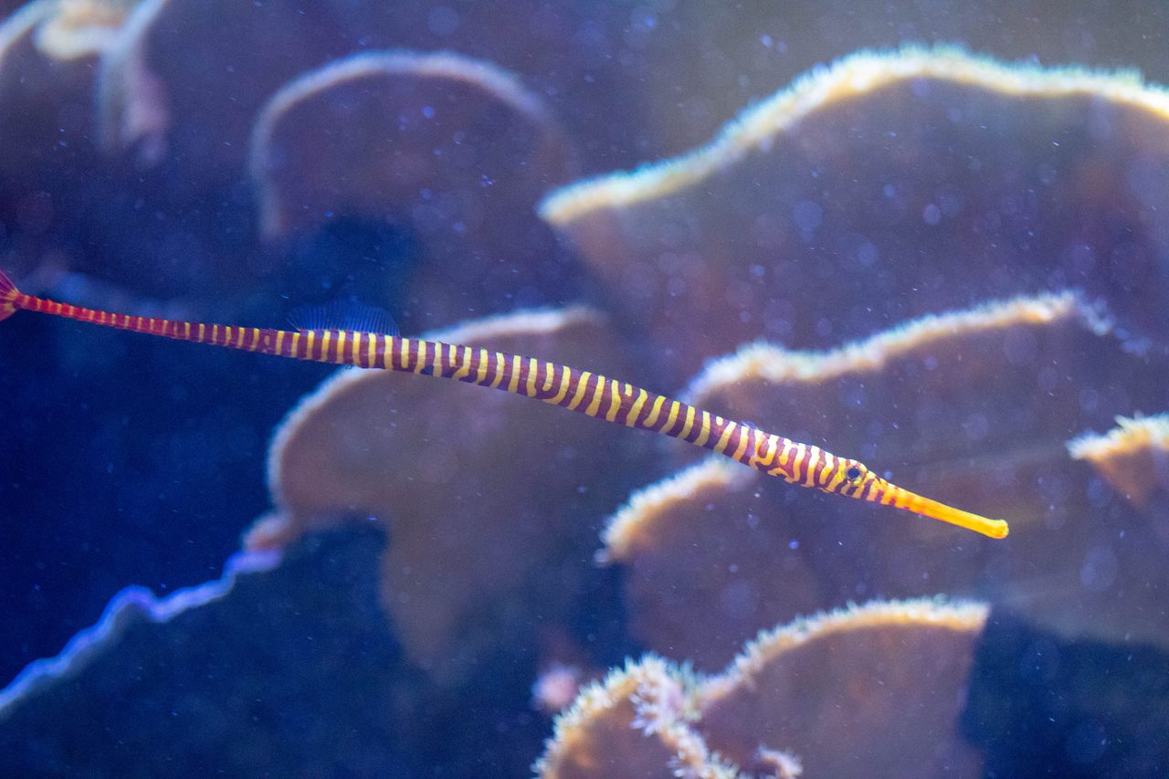 Many-Banded Pipefish
