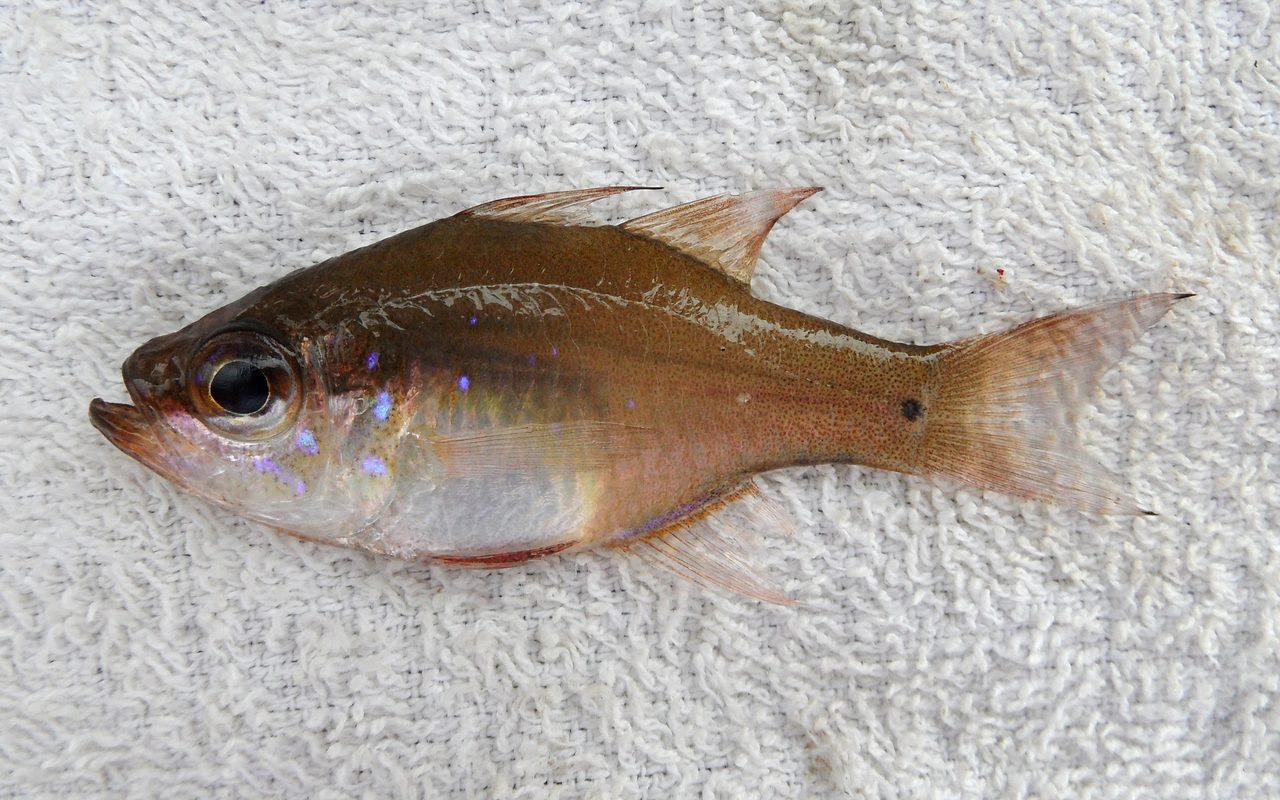 Fragile Cardinalfish