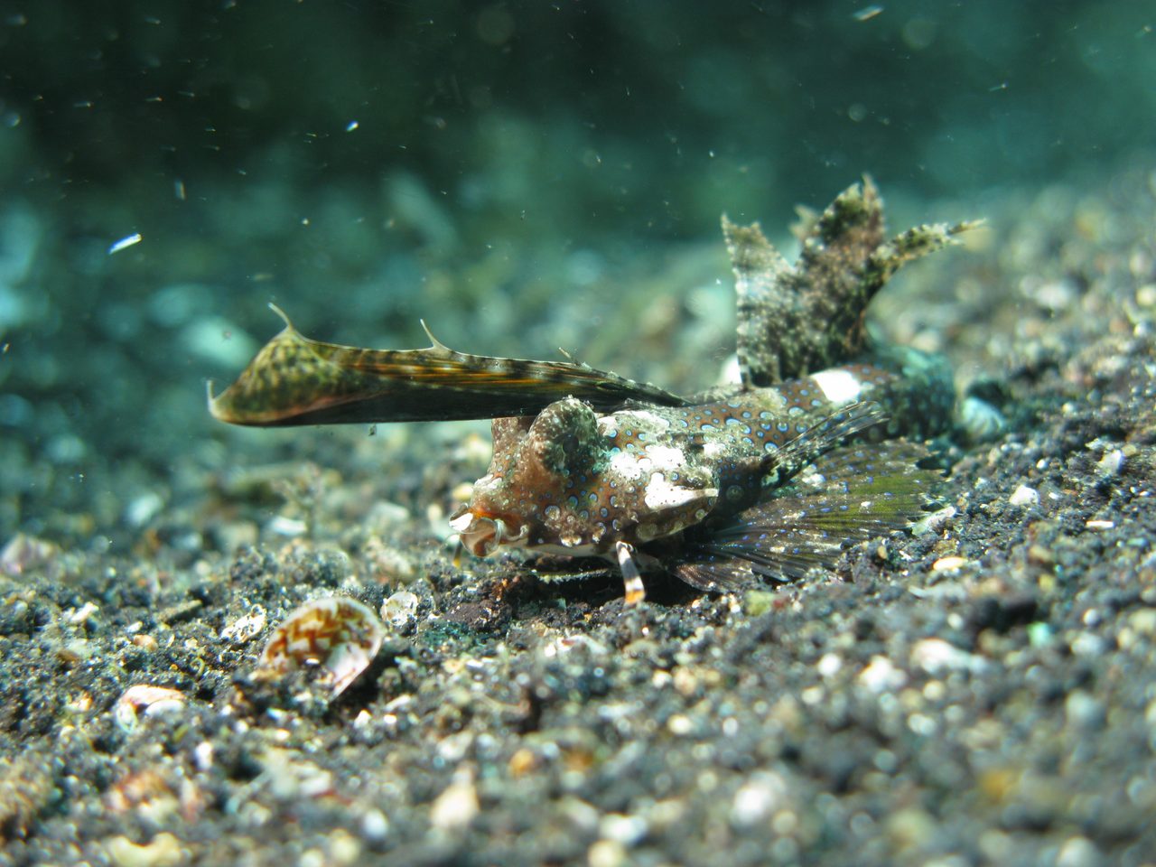 Fingered Dragonet