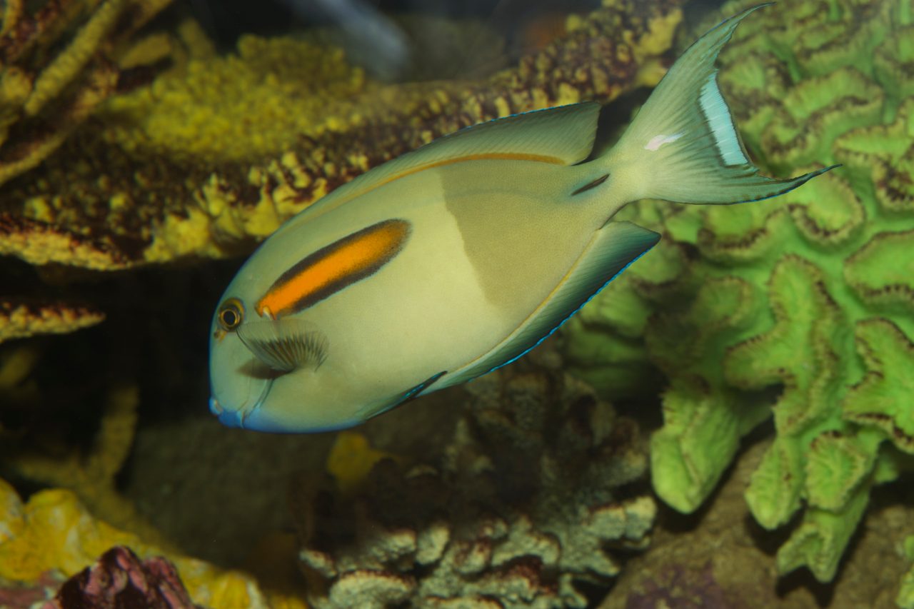 Orange-Band Surgeonfish