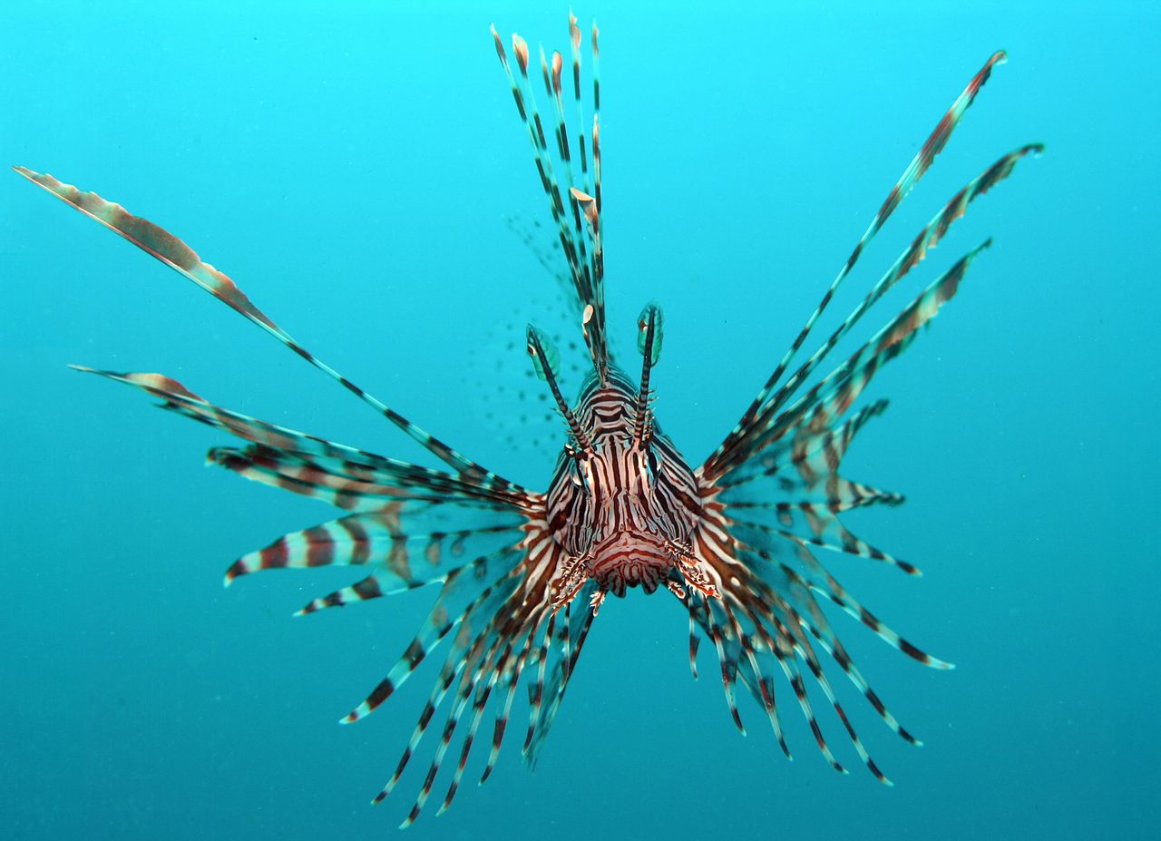 Volitan Lionfish, Colored