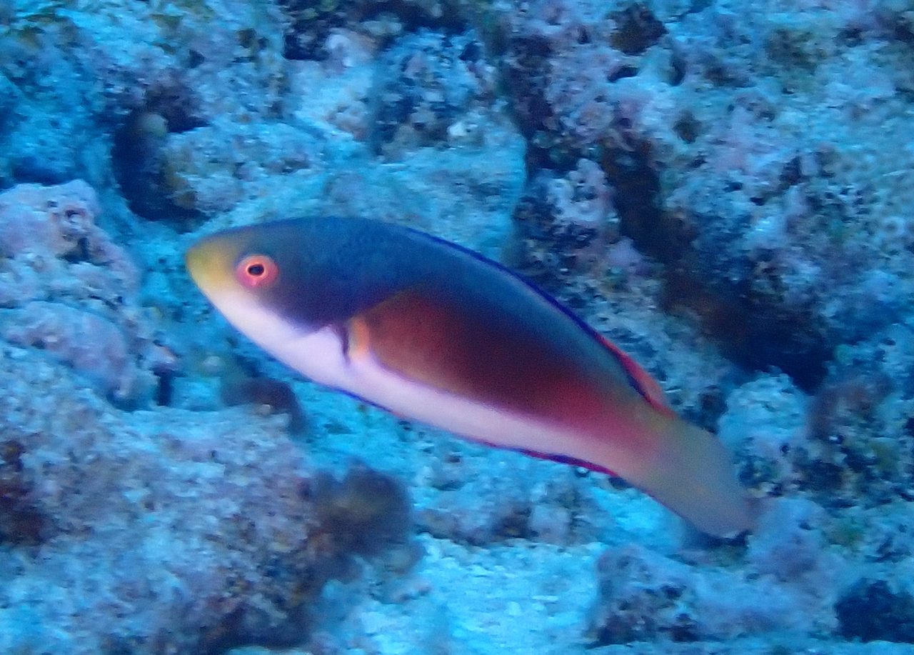 Scott's Fairy Wrasse