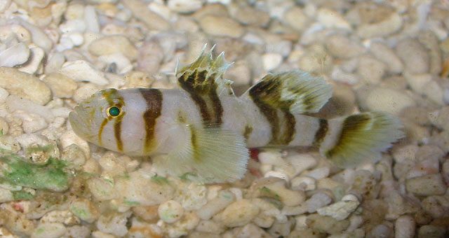 Glass Goby