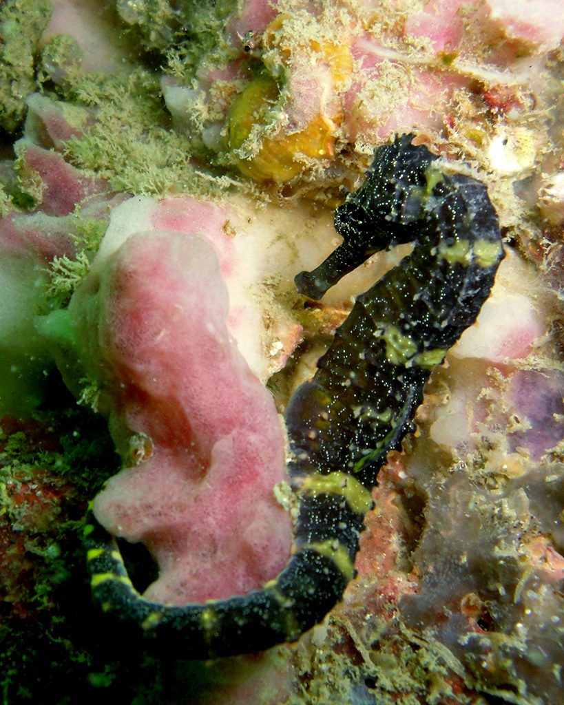 Tiger-Tail Seahorse