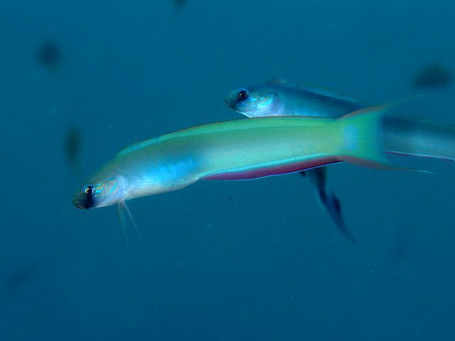 Lyre-Tail Dartfish