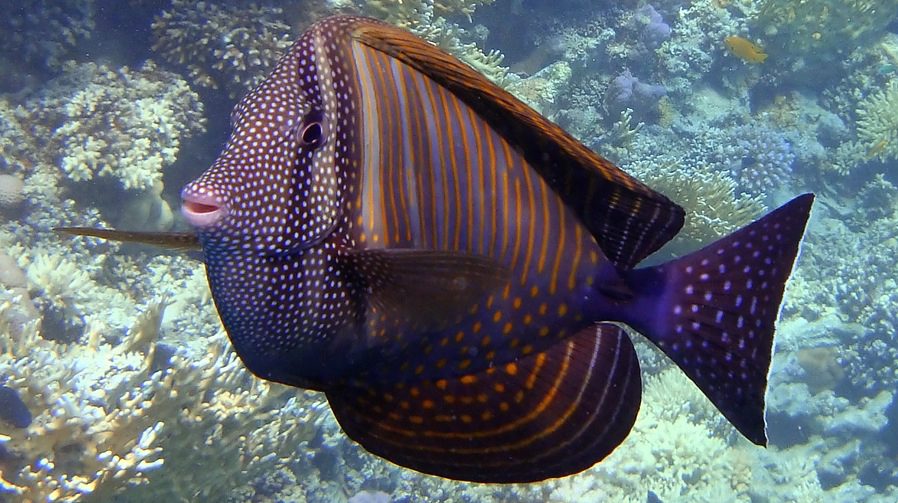Sailfin Tang, Desjardini