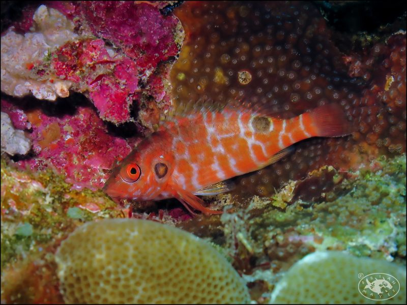Caribbean Redspotted Hawkfish